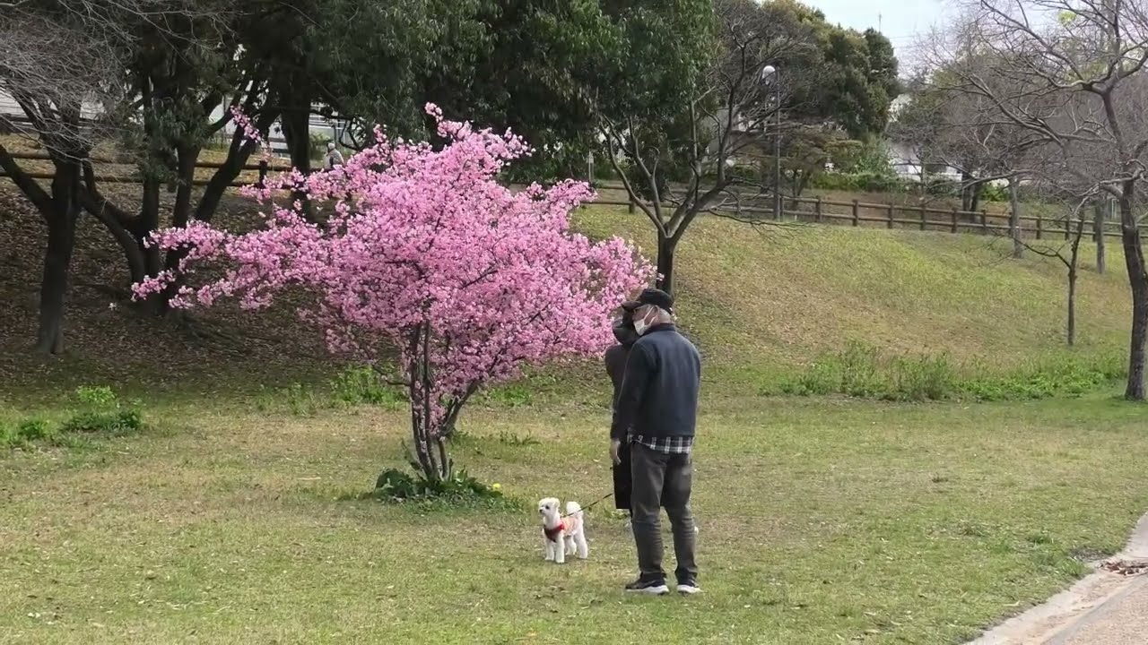 瞳はるかに（ポール・モーリア）　寝屋川市打上川治水緑地　桜