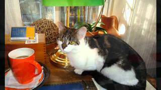 BAUDELAIRE, Charles - Les Chats.