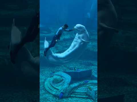 4 أسرار عن حوت البيلوجا هتخليك تعيد تفكيرك! 🐬☠️