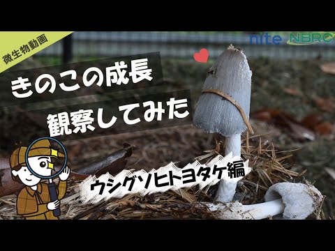 Hylodes meridionalisについて詳しく解説