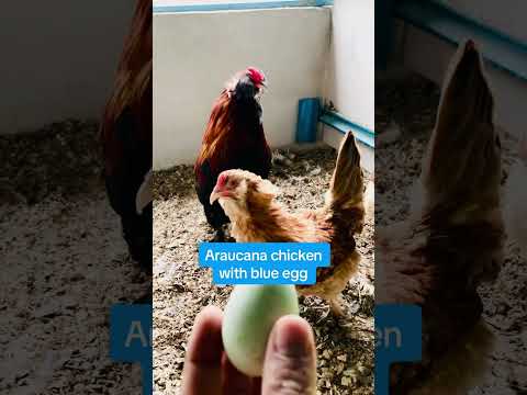 , title : 'Araucana Chicken'