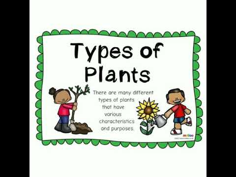 BINGO-2020 Grade-I #Plants