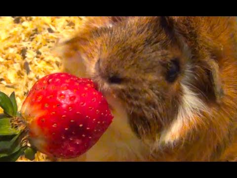 download lagu mp3 mp4 Strawberries And Guinea Pigs, download lagu Strawberries And Guinea Pigs gratis, unduh video klip Strawberries And Guinea Pigs
