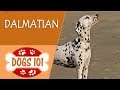 Dogs 101 - DALMATIAN - Top Dog Facts About the DALMATIAN