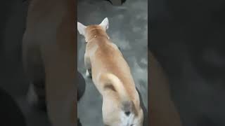 Download lagu Leo Knows His Place mp3