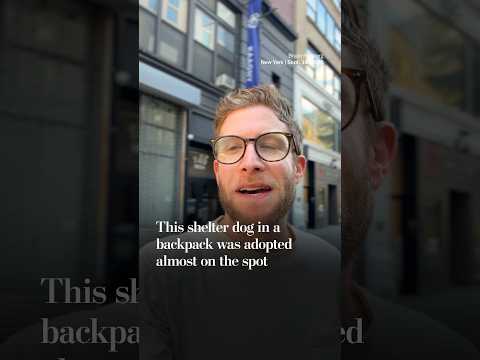 This shelter dog in a backpack at Starbucks was adopted almost on the spot