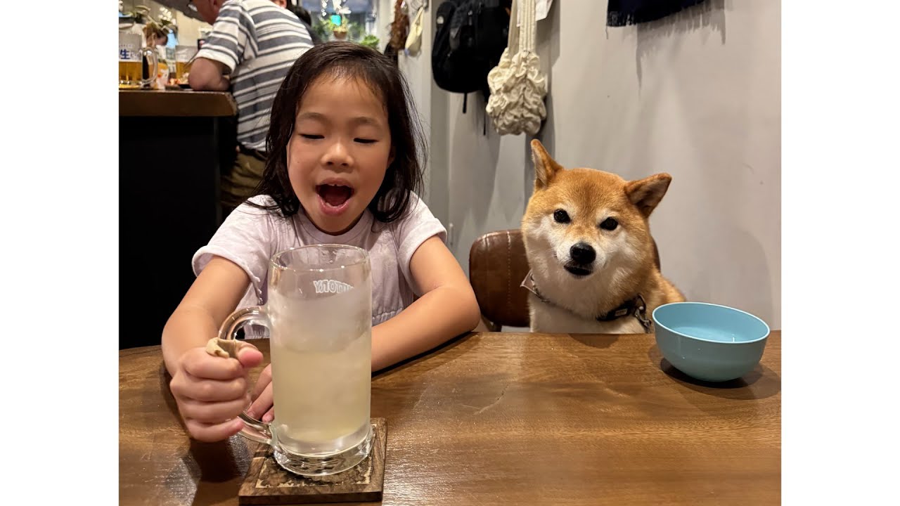 うちの柴犬は自分を人間だと思っているので居酒屋でも当たり前のように座ります【大阪旅行 前編】