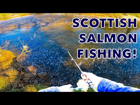 Back SCOTTISH SALMON FISHING On The River Annan! (4K)