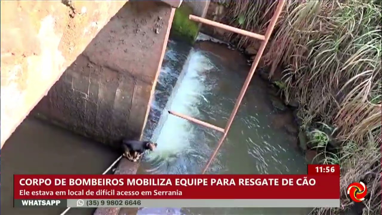 Cão é resgatado após ficar ilhado em uma área de mata em Serrania