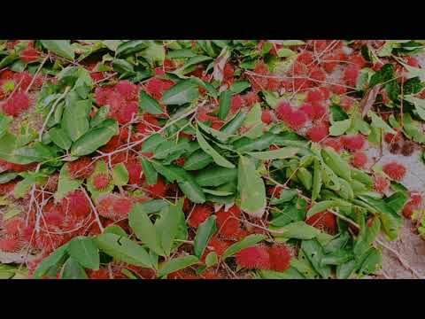 17 Agustus 2021! panen rambutan