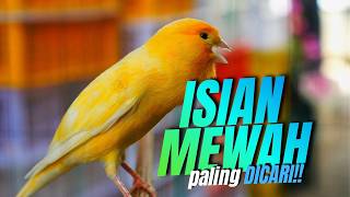 Download lagu KENARI CENGKOK MEWAH PALING DICARI! Masteran Kenari Isian Blackthroat mix SIKATAN LONDO GACOR IDAMAN mp3