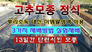 [텃밭농부 1,859]  13일간 단련 시킨 고추모종. 정식하고 3가지 실험재배 #고추재배