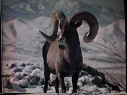 1980 Busch Beer "It's that time of day" TV Commercial