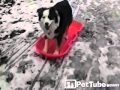 Dogs First Chance to Ride the Sled