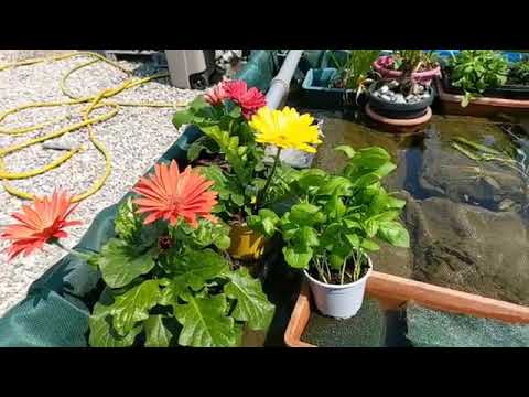 Agricoltura senza terra progetto sociale di informazione e formazione PROGETTO 21