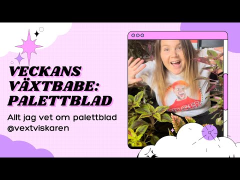 VECKANS VÄXTBABE | PALETTBLAD! 🎨 Fakta, ta sticklingar, klippa buske och träd samt fläta stammar.