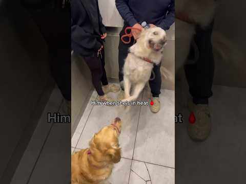 How my neighbors dog reacts to my golden retriever in heat 🩸 #goldenretriever #dogs #cute #funny