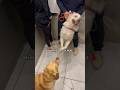 How My Neighbors Dog Reacts To My Golden Retriever In Heat Goldenretriever Dogs Cute Funny