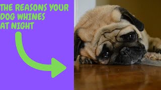 How to stop your dog from whining at night