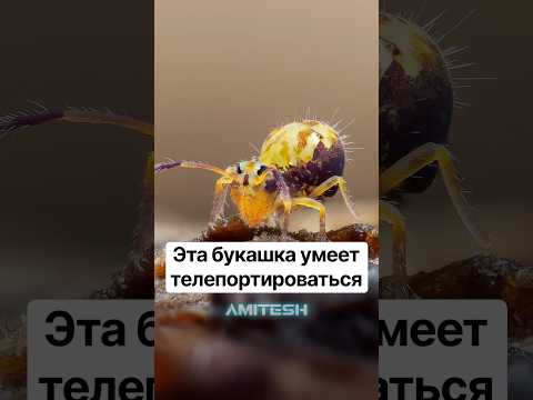 Эта букашка умеет телепортироваться #хочуфакты #природа #амитеш