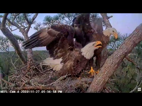 AEF NEFL ~ Intruder Lands On Branch! Gabby Defends Her Nest & Chases Off! Samson Is Missing 11.27.22