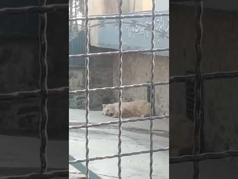 #labrador #humor #greenscreen #viralvideo #dog #cute #trending #youtubeshort #afg