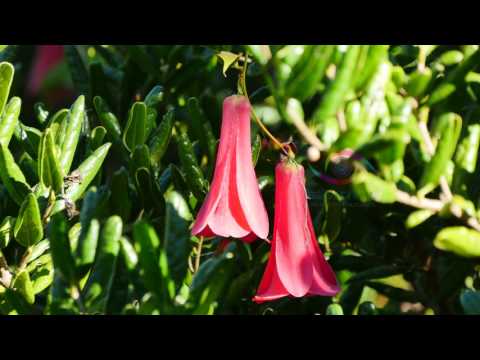 Copihue (Lapageria rosea)