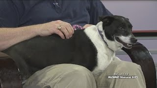 Caring Hands Humane Society fundraiser info