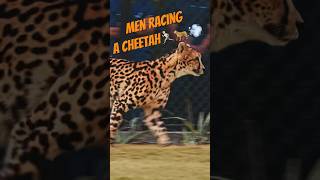 Men racing a Cheetah😧