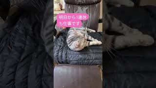 #5連休も仕事#猫#cat