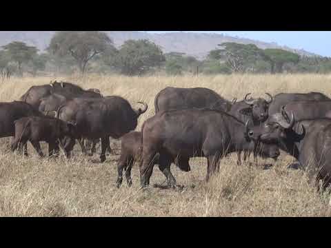 2018 CAPE BUFFALO   MAH02672