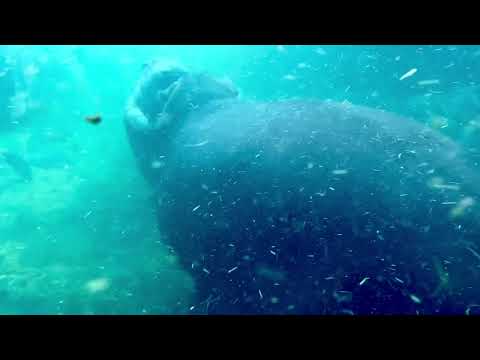 Baby Hippo Fritz Playing with Sister Fiona - Cincinnati Zoo