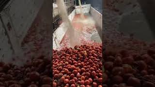 This is how they wash and unload a truck full of tomatoes!!