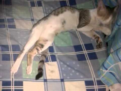 Cat Sleeping Like a Man