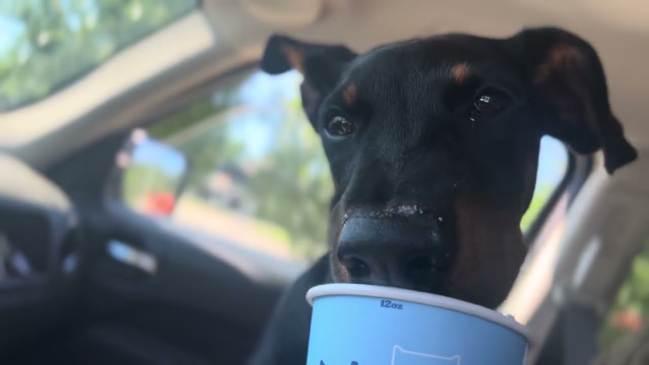 Enlarge Zeus, a ADOPTABLE mixed breed in Quincy, MI video 4/4