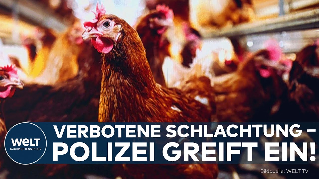 BAD SÄCKINGEN: Polizei stoppt illegale Hühnerschlachtung! – Tumult mit Messer und sieben Festnahmen