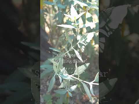 【 #shorts 】7月に咲く8種類の草花紹介 〜眠る猫を添えて〜 #おぎはら植物園 #宿根草 #生花