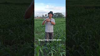 Download lagu Jarak tanam yang ideal untuk jagung mp3