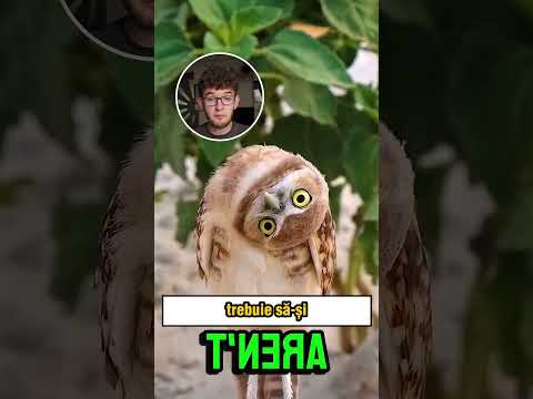 Bufnitele par INOFENSIVE pana faci aceasta GRESEALA (Alex Hada Reacts) #shorts