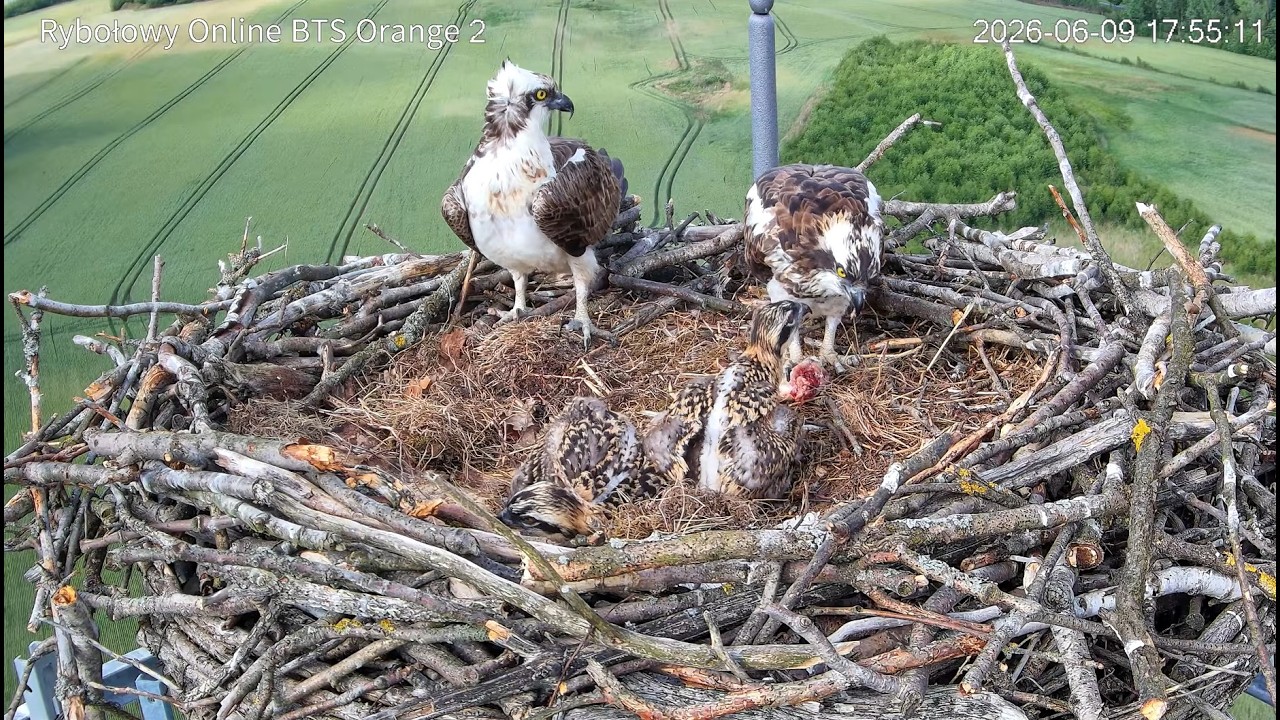 Live webcam view of Nido de Águila Pescadora en Antena