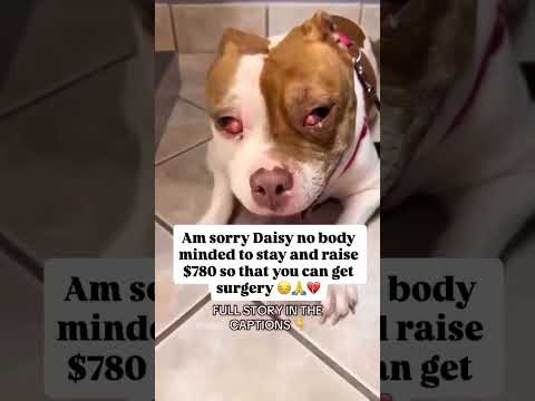 Daisy's needs your help please link in bio #NYC#LosAngeles#Chicago#Texas#Florida#california