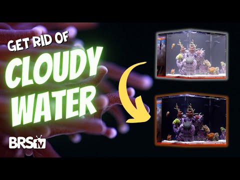 Hazy, UGLY Reef Tank? Identify the Cause & Fix It FAST!