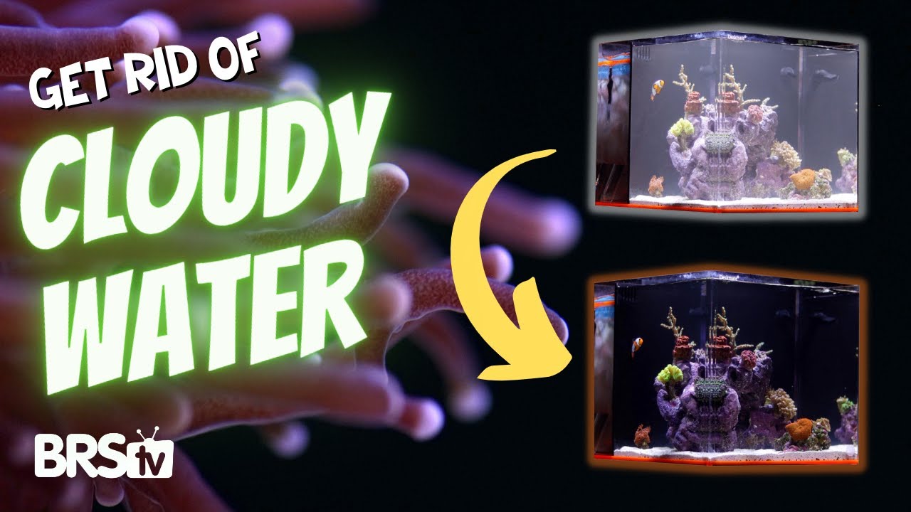 Hazy, UGLY Reef Tank? Identify the Cause & Fix It FAST!