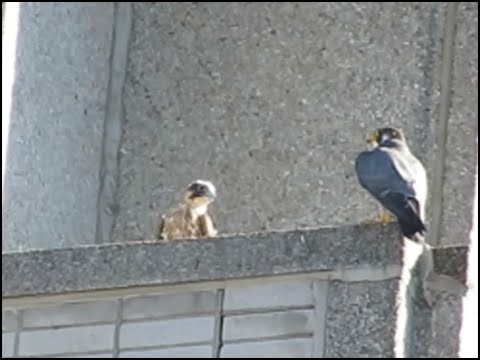 Première observation d'un faucon pèlerin juvénile près du nid de la rue Sherbrooke - 24 juin 2022