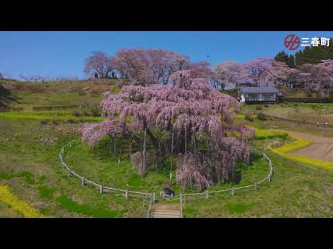 Miharu's Takizakura , one of Japan's Great Three cherry blossom Trees － 三春滝桜【ドローン空撮映像英語字幕】－