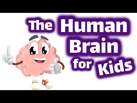The Human Brain for Kids