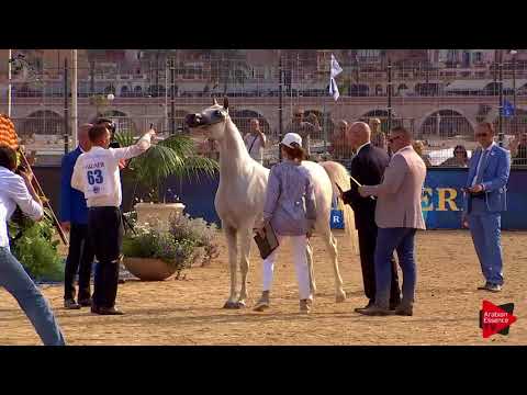 N.63 HATTAN AL NASSER - Menton 2018 - 3 Years Old Fillies (Class 3)