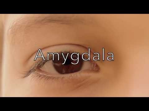 Bluetail - Amygdala