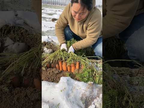 , title : 'Snowy season with carrot collection #agriculture #carrot'