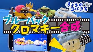 きょうのコバきち ブルーバックでクロマキー合成